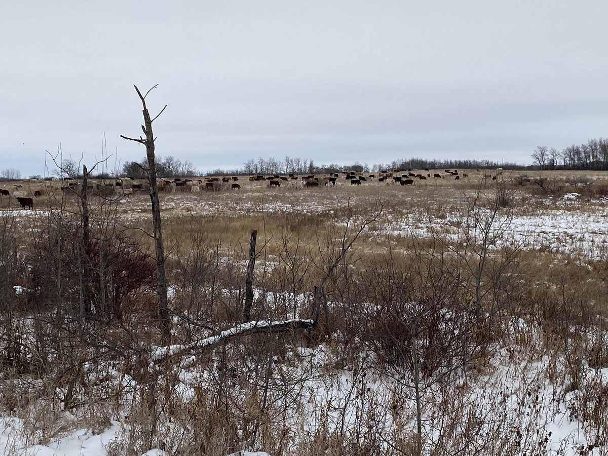 Cows are out winter grazing before heading home to calve! #wintergrazing #cows #charolais @rammercharolais #agriculture #commercialcows #beef #ranching