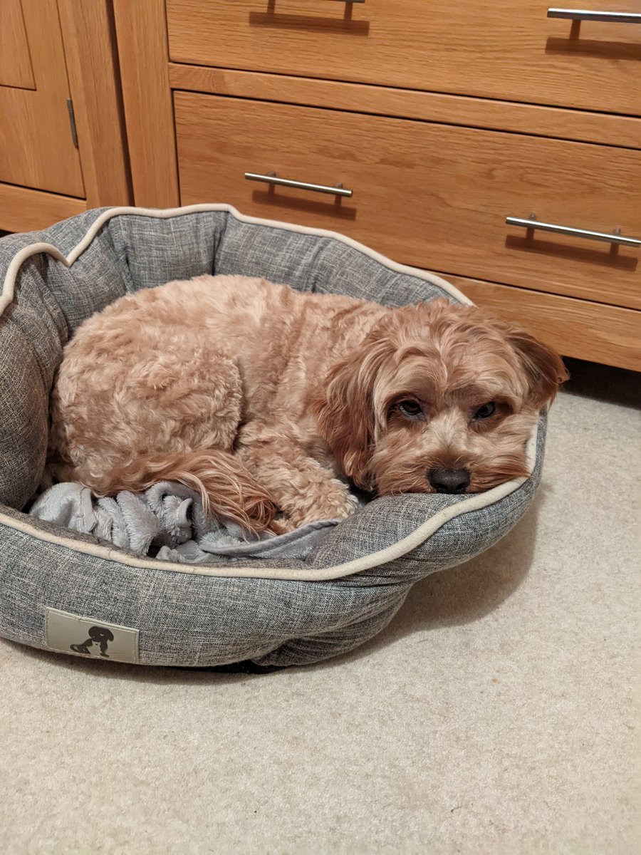 crashbang_thd's tweet photo. @PLLau5 @Jen_BMJ I am sorry to hear you're struggling Jen. Sending hugs from Oxford via Ted the dog. https://t.co/NFCcym0ako