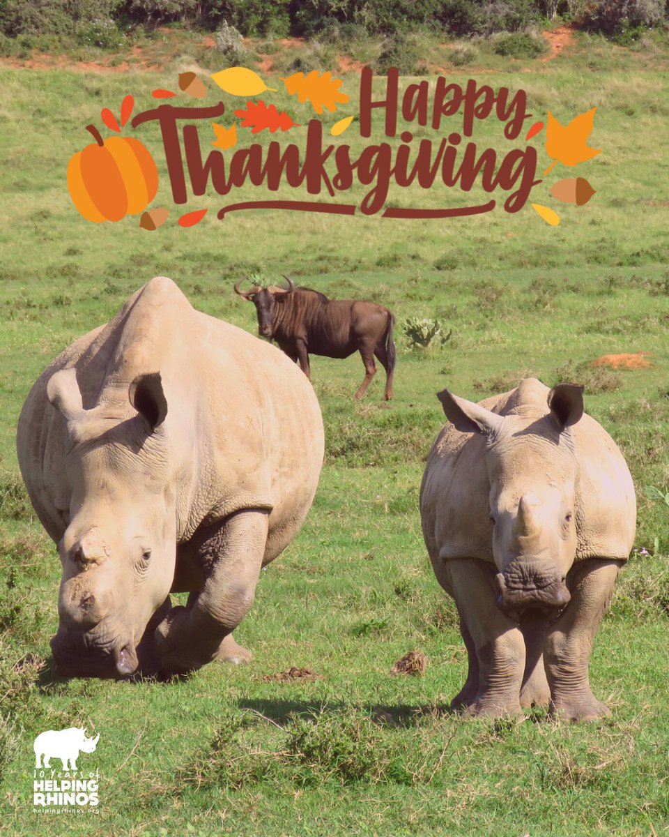 HelpingRhinos's tweet photo. THANKS GIVING: From all of us at #HelpingRhinos (as well as Thandi &amp; Siya), we're saying #HappyThanksgiving to all our wonderful supporters who are celebrating today 🙌 https://t.co/FBz8aukBSp