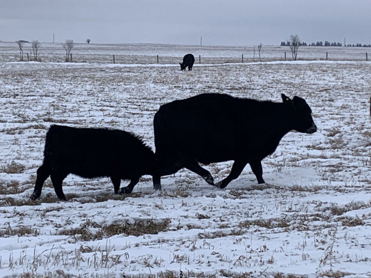 gbtangus's tweet photo. Tell me your sick of your calf without saying your sick of your calf😂. #mommatroubles  #weaningtime ? #cowlife https://t.co/JWKW3CQ8gB