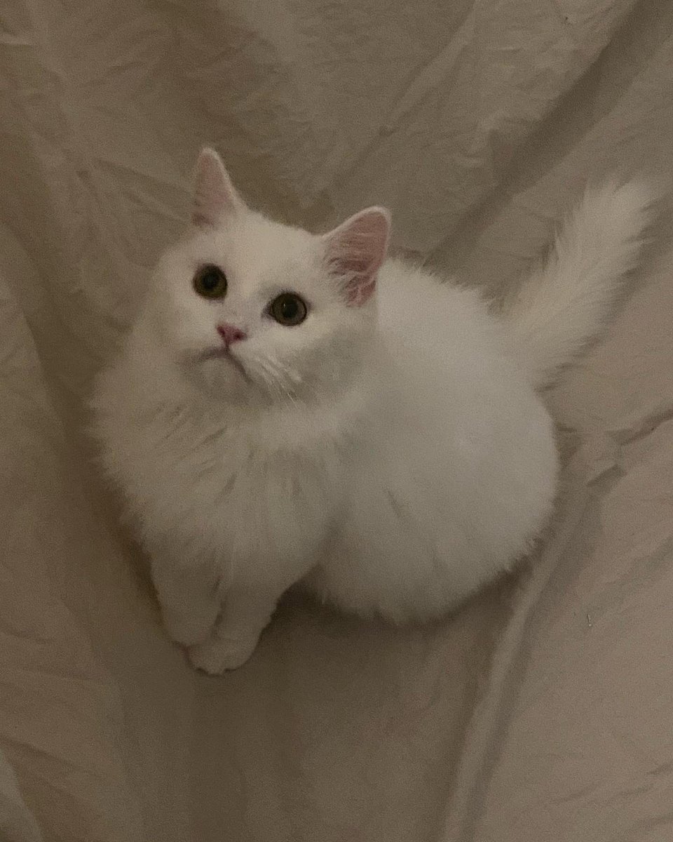 Soft_Paws tweet media