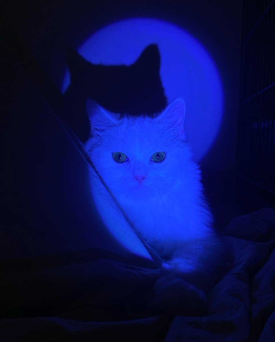 Soft_Paws tweet media