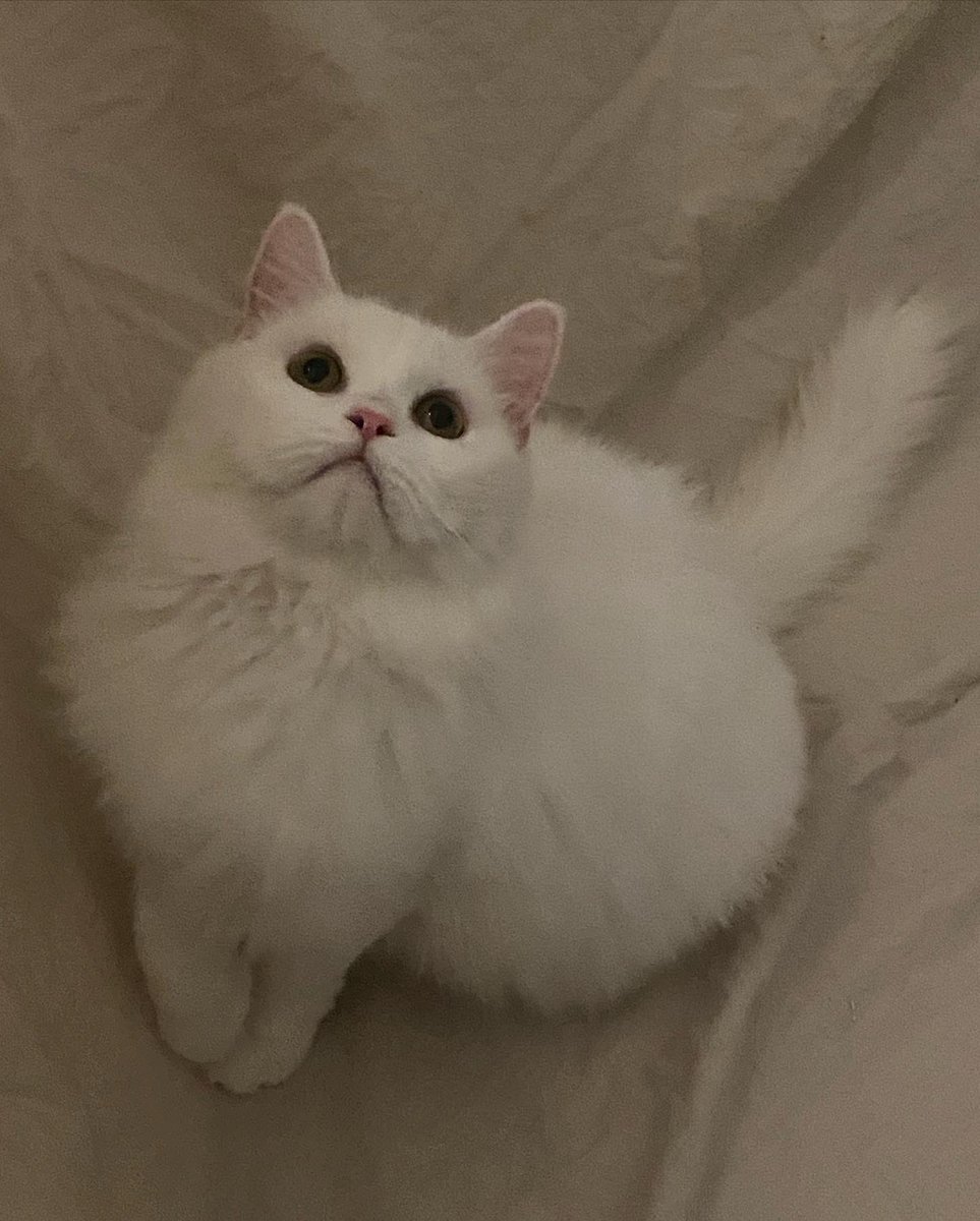 Soft_Paws tweet media