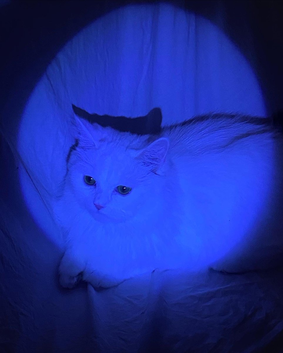 Soft_Paws tweet media