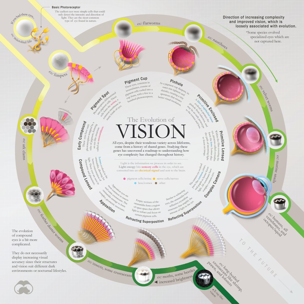 Roadmapping the Evolution of the Eye 👀

Learn more about this piece by tapping the link below:
visualcapitalist.com/eye-evolution/