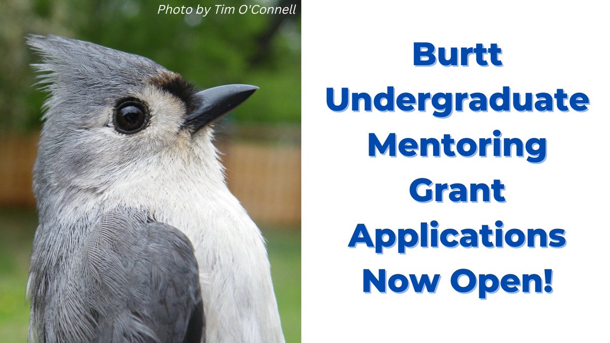 Applications for our Burtt Undergraduate Mentoring Grants, which fund #ornithology research by student-mentor collaborations, are due January 2 - please help spread the word! #ornithology wilsonsociety.org/awards/jed-bur…