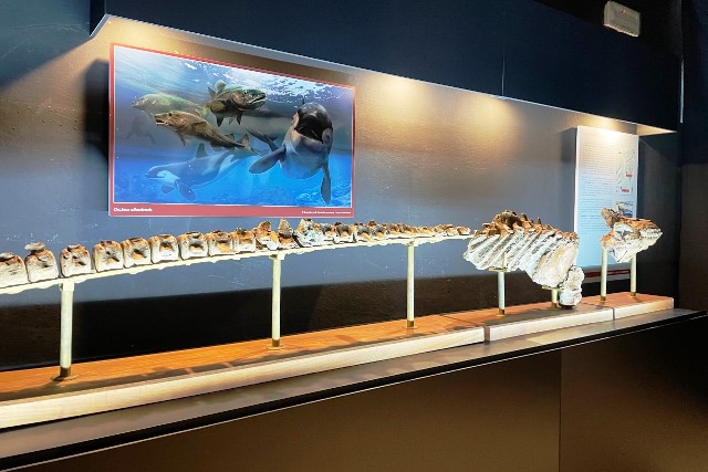 "Mente et malleo" è il nome della mostra inaugurata da pochi giorni presso il Museo Giovanni Capellini di Bologna.

Tra le esposizioni spicca, in particolare, l'orca di Cetona. Scopri di più qui facebook.com/tuomuseo/posts…