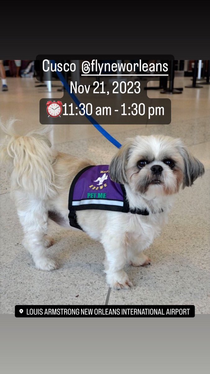 Airport Therapy Dogs tweet media
