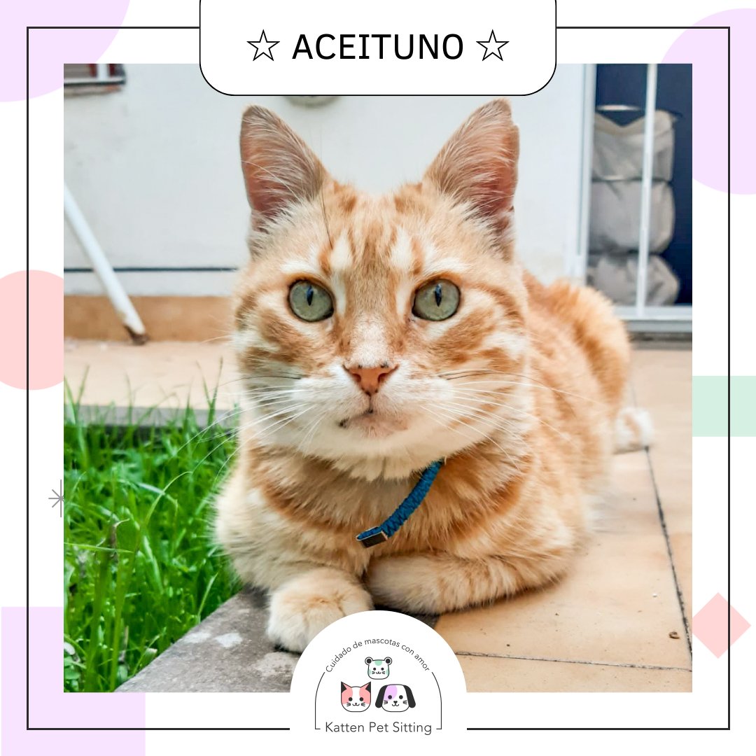PetKatten's tweet photo. 🌈 Bienvenido bellísimo #Aceituno 🫒al #KattenTeam!! Tambien conocido coml #Tuni 💕, este gatito nos robó el corazón 💖. Es MEGA mimoso y charlatan, ama estar a upa y amasar por horas, es un bombón realmente y disfrutamos mucho cuidarlo! 😻 Gracias Agustín por la confianza!! 🥰 https://t.co/efbsHQqYQQ