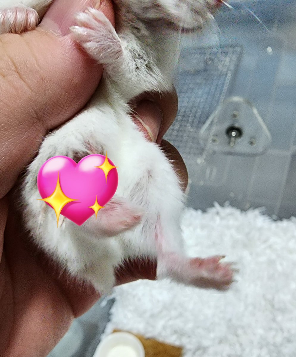 나나 연고 발라주고 상처 기록용으로 사진을 찍었는데 내 손가락 꼭 잡고있는것봐.. 
진짜미치겠다