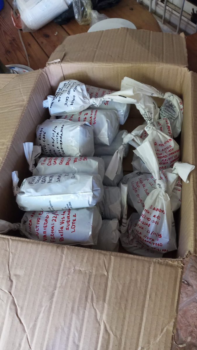 yoro_corridor's tweet photo. There's more than just sustainable #coffee in the #YoroBiologicalCorridor ... These are soil samples arriving at the lab for carbon sequestration analysis!
They are being studied to determine CO2 sequestering capabilities on #IntegratedOpenCanopy coffee farms.
#Groundtruthing https://t.co/SaBEhEMdIe