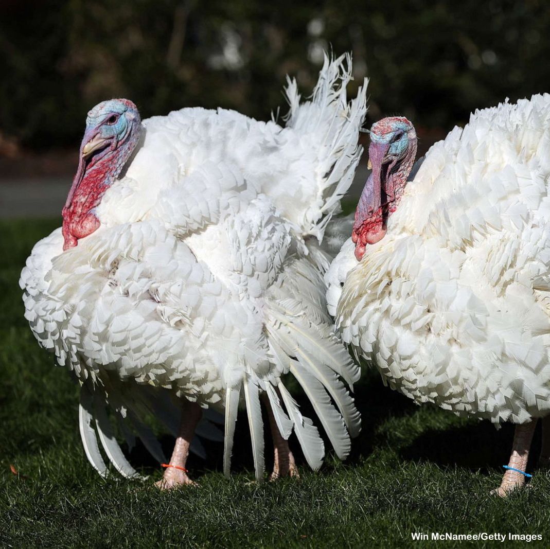 ABC's tweet photo. Meet Chocolate and Chip — the turkeys Pres. Joe Biden pardoned at the White House today.

More photos of turkey pardons throughout the years: https://t.co/ujODKvhXc3 https://t.co/JMJt4K01qh