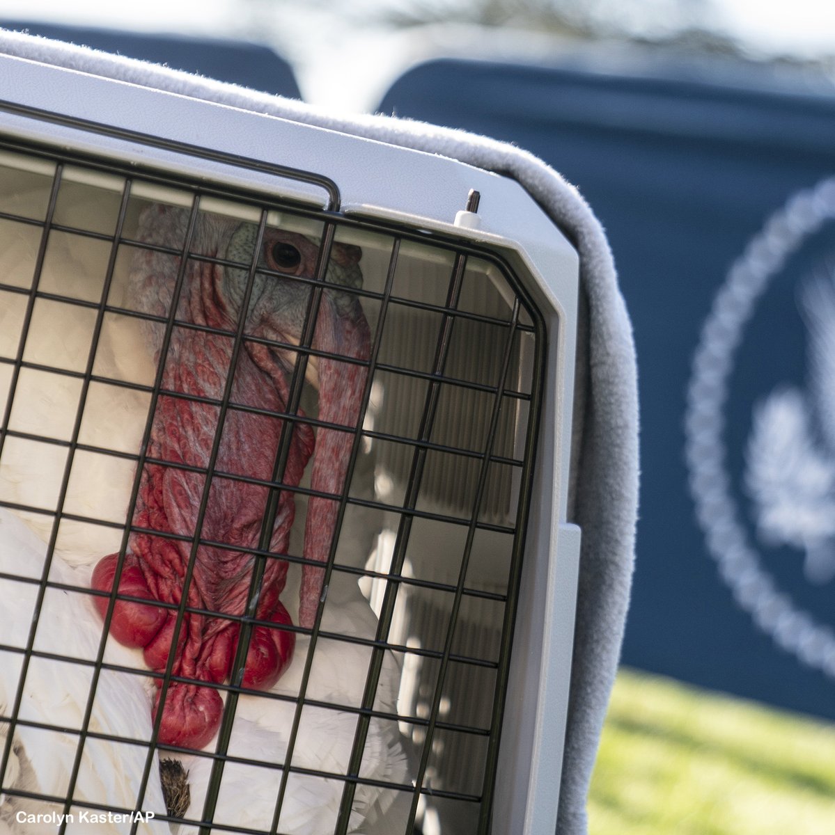 ABC's tweet photo. Meet Chocolate and Chip — the turkeys Pres. Joe Biden pardoned at the White House today.

More photos of turkey pardons throughout the years: https://t.co/ujODKvhXc3 https://t.co/JMJt4K01qh