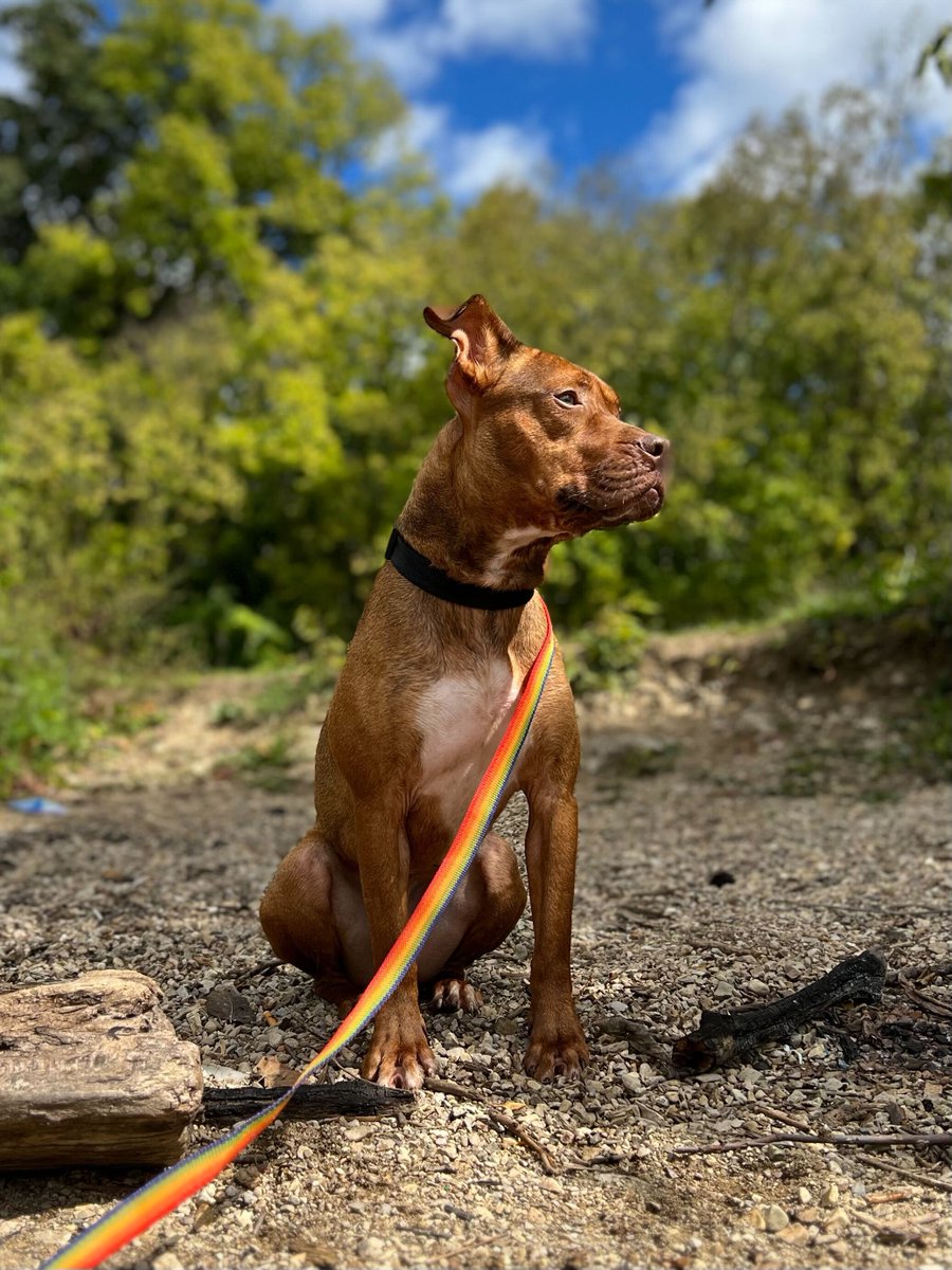 If you’re looking for a workout buddy, Reid is your guy! He participates in the shelter running club every week with volunteers. Don’t worry - he won’t judge your pace. He’s just happy to be with you!