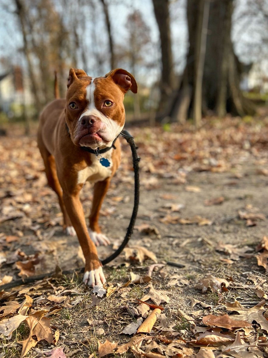 Denise comes with an adorable underbite, an irresistible snaggletooth, and plenty of energy for walks and play time! At about 35lbs, this petite pup can be shy at first but won’t hold back when it comes to fun.