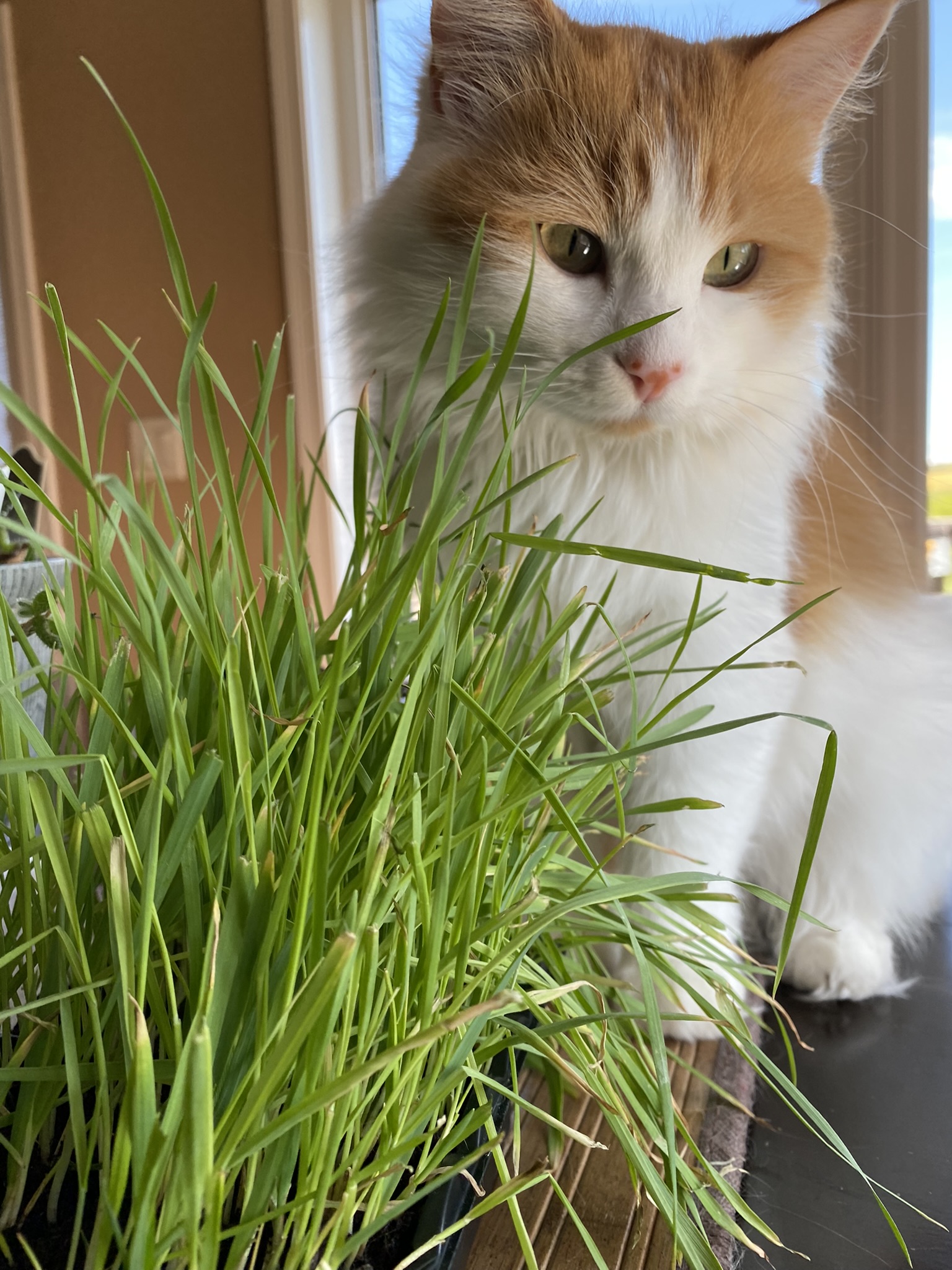 Google what do cats cheap eat