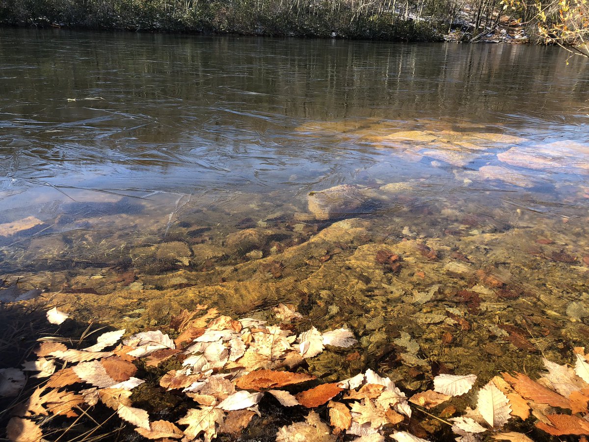 epauld's tweet image. Ice covering most of the lake ! Early this year but probably will melt again. Looking forward to skating Hope it’s a good year !
#ice #skating #winter