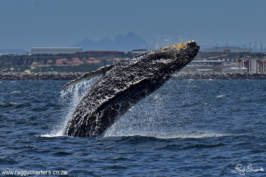 Dean Allen (@dr_deanallen) on Twitter photo <a href="/gotravelbug/">Travelbug Rose🐞</a> <a href="/Knysnawhales/">Ocean Odyssey whale watching Knysna</a> <a href="/visitknysna/">Visit Knysna</a> <a href="/ExploreKnysna/">Explore Knysna</a> <a href="/TourvestDM/">TourvestDM</a> <a href="/Tourism_gov_za/">Dept of Tourism</a> <a href="/GoSocialSA/">Jacqui Kimmel</a> <a href="/gotosouthafrica/">VisitSouthAfrica</a> <a href="/DoroLef/">Dorothée Lefering</a> <a href="/mylimeboots/">My Lime Boots | Ryan</a> <a href="/livingitupct/">Nadine - Living It Up CT</a> <a href="/flowtravel_1/">Flow Travel</a> <a href="/travelopulent/">Patrycja Oosthuizen</a> <a href="/GQdotcoza/">GQ South Africa</a> <a href="/JacqMaraisPhoto/">Jacques Marais</a> Nelson Mandela Bay can beat that! 😄My view yesterday thanks to #RaggyCharters 🐳💚 #EasternCape <a href="/gotravelbug/">Travelbug Rose🐞</a> <a href="/Knysnawhales/">Ocean Odyssey whale watching Knysna</a> <a href="/visitknysna/">Visit Knysna</a> <a href="/ExploreKnysna/">Explore Knysna</a> <a href="/TourvestDM/">TourvestDM</a> <a href="/Tourism_gov_za/">Dept of Tourism</a> <a href="/GoSocialSA/">Jacqui Kimmel</a> <a href="/gotosouthafrica/">VisitSouthAfrica</a> <a href="/DoroLef/">Dorothée Lefering</a> <a href="/mylimeboots/">My Lime Boots | Ryan</a> <a href="/livingitupct/">Nadine - Living It Up CT</a> <a href="/flowtravel_1/">Flow Travel</a> <a href="/travelopulent/">Patrycja Oosthuizen</a> <a href="/GQdotcoza/">GQ South Africa</a> <a href="/JacqMaraisPhoto/">Jacques Marais</a> Nelson Mandela Bay can beat that! 😄My view yesterday thanks to #RaggyCharters 🐳💚 #EasternCape