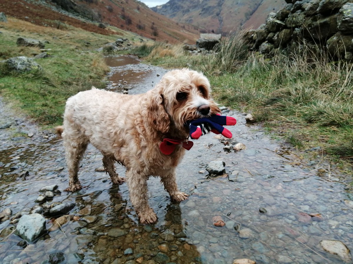 LinnettHill's tweet photo. The #Langstrath Valley was our walk today... Really wet underfoot and a bit wild at times when the wind got up but we managed a dry walk and more importantly a dry picnic too 😁
#Keswick #Borrowdale #TheLakeDistrict #Cumbria https://t.co/MyUARPjwm2