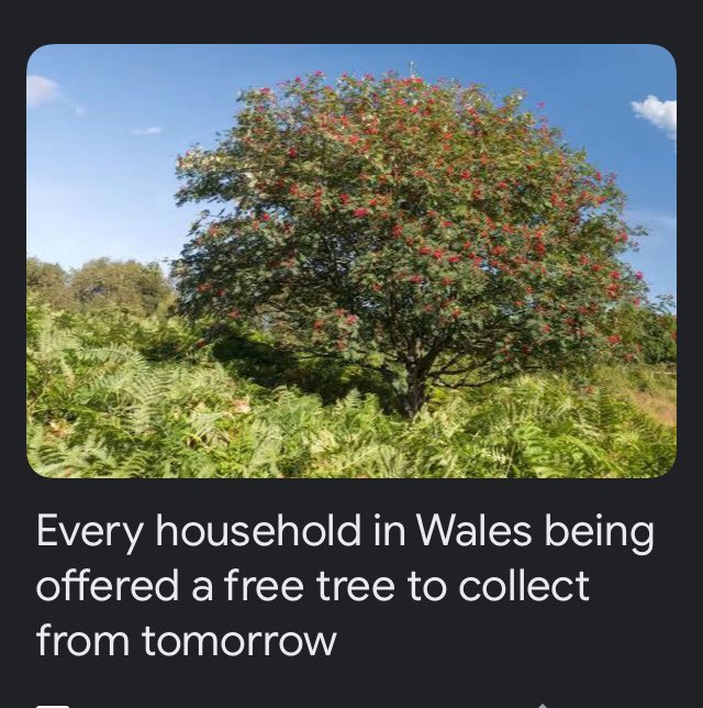 blodwynnUK's tweet photo. Based cymru #BiggerTree https://t.co/my9W1oMaWC