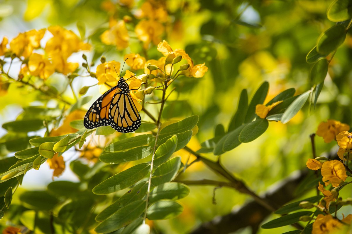 calparks's tweet photo. Your #Calparks November E-News is out now!
🦋 An ideal home for Western Monarchs:
https://t.co/UAoSSanXsX
🌼 6 ways to help monarchs:
https://t.co/NPJsn29CyC
👒 Shop for monarchs on our store:
https://t.co/3Dl4zz6j7A
🌱 ICYMI: Rare Plants Webinar:
https://t.co/rke75iJdas https://t.co/CE9jIdsO25
