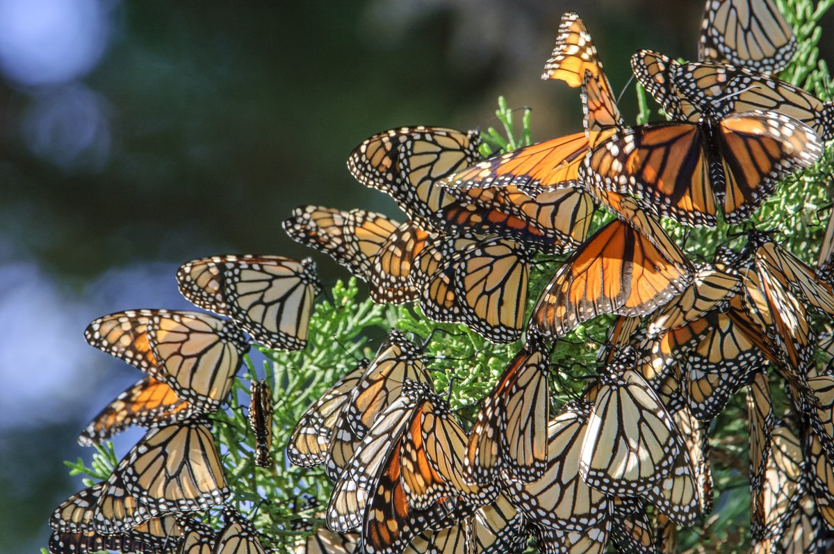 calparks's tweet photo. Your #Calparks November E-News is out now!
🦋 An ideal home for Western Monarchs:
https://t.co/UAoSSanXsX
🌼 6 ways to help monarchs:
https://t.co/NPJsn29CyC
👒 Shop for monarchs on our store:
https://t.co/3Dl4zz6j7A
🌱 ICYMI: Rare Plants Webinar:
https://t.co/rke75iJdas https://t.co/CE9jIdsO25
