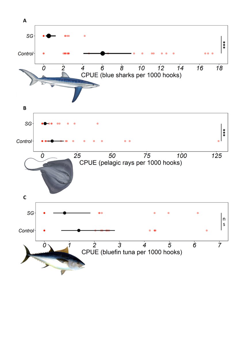 📢Please RT🔄 New study by @Phil_D_Doherty @FishtekMarine @ExeterMarine found tuna longlines fitted with ⚡️SharkGuard ⚡️reduced bycatch of blue sharks ⬇️by 91% & stingrays⬇️by 71%. Full #OpenAccess paper below tinyurl.com/4ax7bbx5