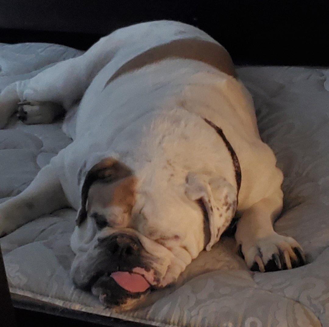 sminster10's tweet photo. His tongue was absolutely massive. So much love to give. #RIPMars https://t.co/1gTNjSw4oi