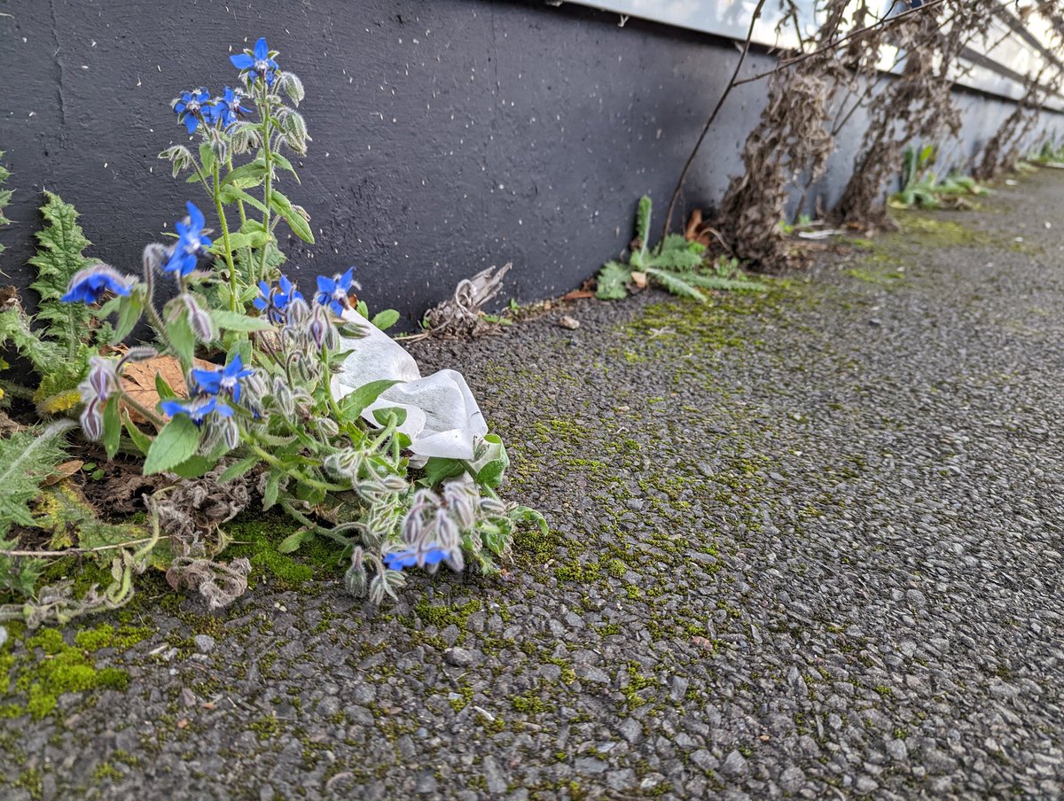 A decent candidate for weed of the week! Borage (Borago officinalis) complete with attached wet wipe growing in the pavement by my local garage.

 In all seriousness, think I'm gonna make #WeedoftheWeek a thing...🌱🔎  #wildflowers