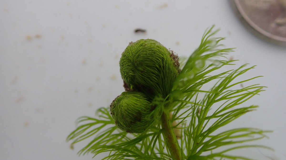 The 18' of lake effect snow outside has me thinking about macrophytes in winter. Dive into the winter survival strategies of #aquaticplants in this classic article by Susan Knight! 

nalms.org/wp-content/upl… 📷: Winter bud of bladderwort #MacrophyteMonday #winterlimnology