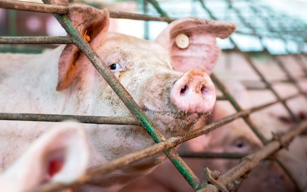 gruntvegan's tweet photo. Industrial farming  will go down as one of the worst crimes in human history.

Lets keep being the change toward a kinder future for all.

📷 WAP https://t.co/ICr8uCUrUh