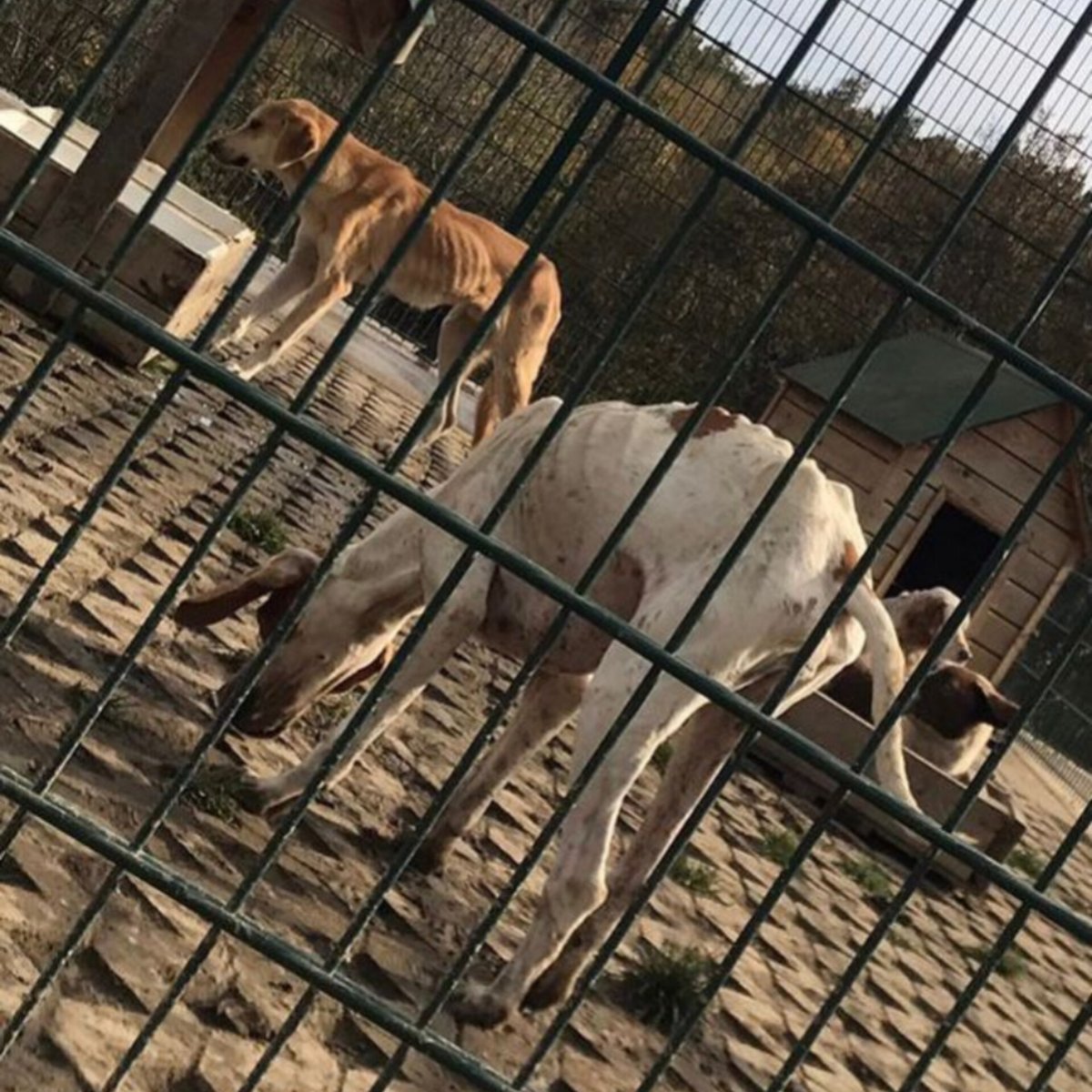 @Beykoz_Bld nin alanındaki bu köpekleri görmüyor musunuz? Ayrıca o kadar köpek yasaya aykırı olarak neden kapatılmış sormuyor musunuz? 
@DkmpIstanbul @dsi_gn_md @tcbeykoz @Huysuzihtiyarr