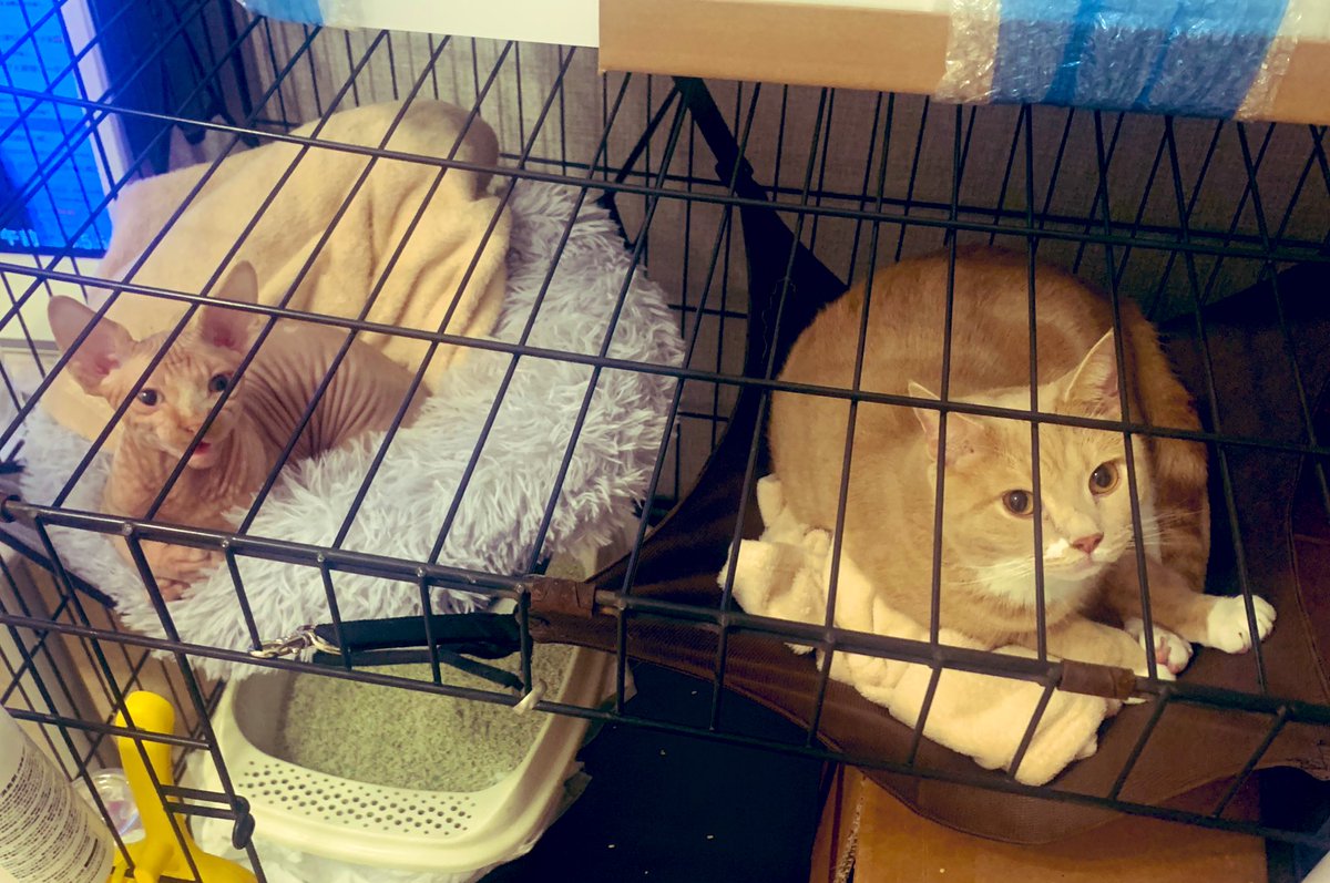 猫姫床半閉鎖猫巣寝四季猫巣大きいロッカーハンモック猫小屋