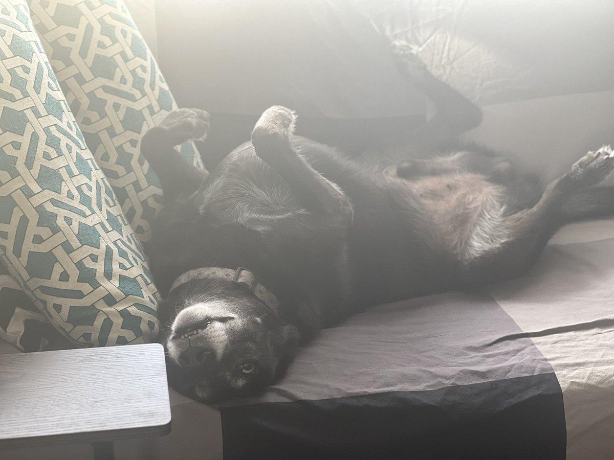 Merfkin's tweet photo. @dog_rates Bear recommends laying on your back with a goofy face. Always makes him feel better. ❤️ https://t.co/zENRE44urh