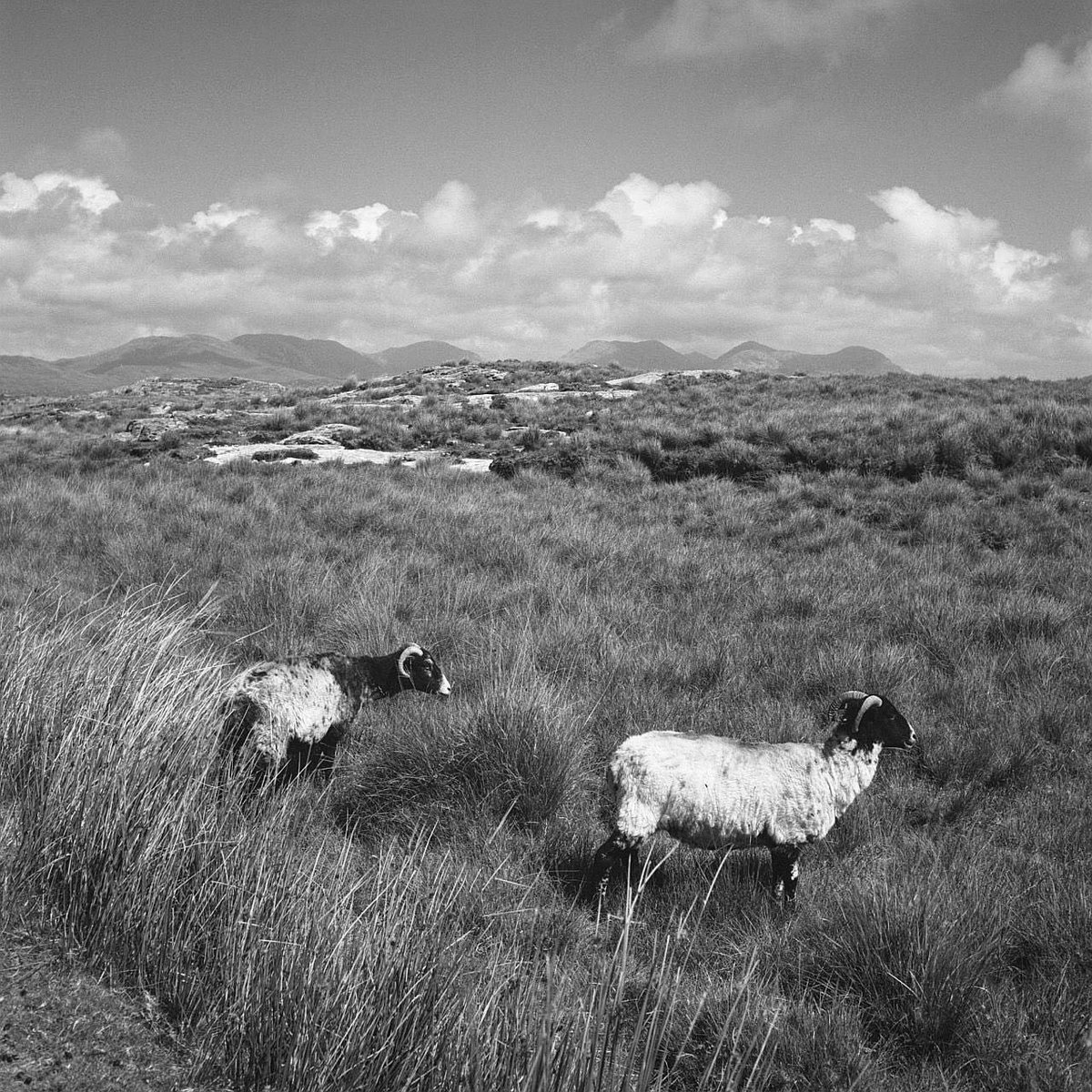 Connemara 🐑 #rolleicordvb #kodaktrix400 #filmphotography