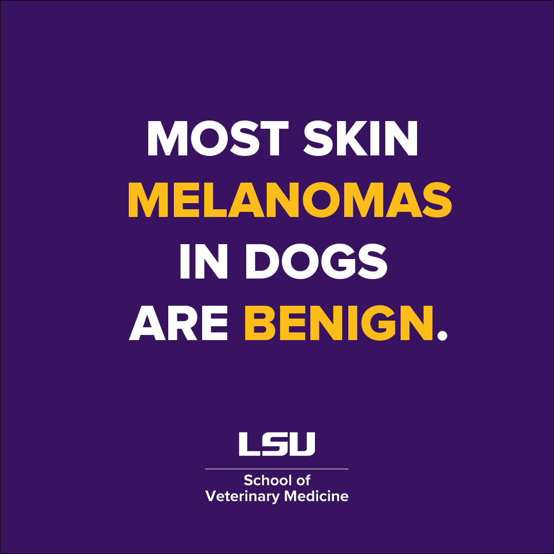 Tweet by LSU Veterinary Med