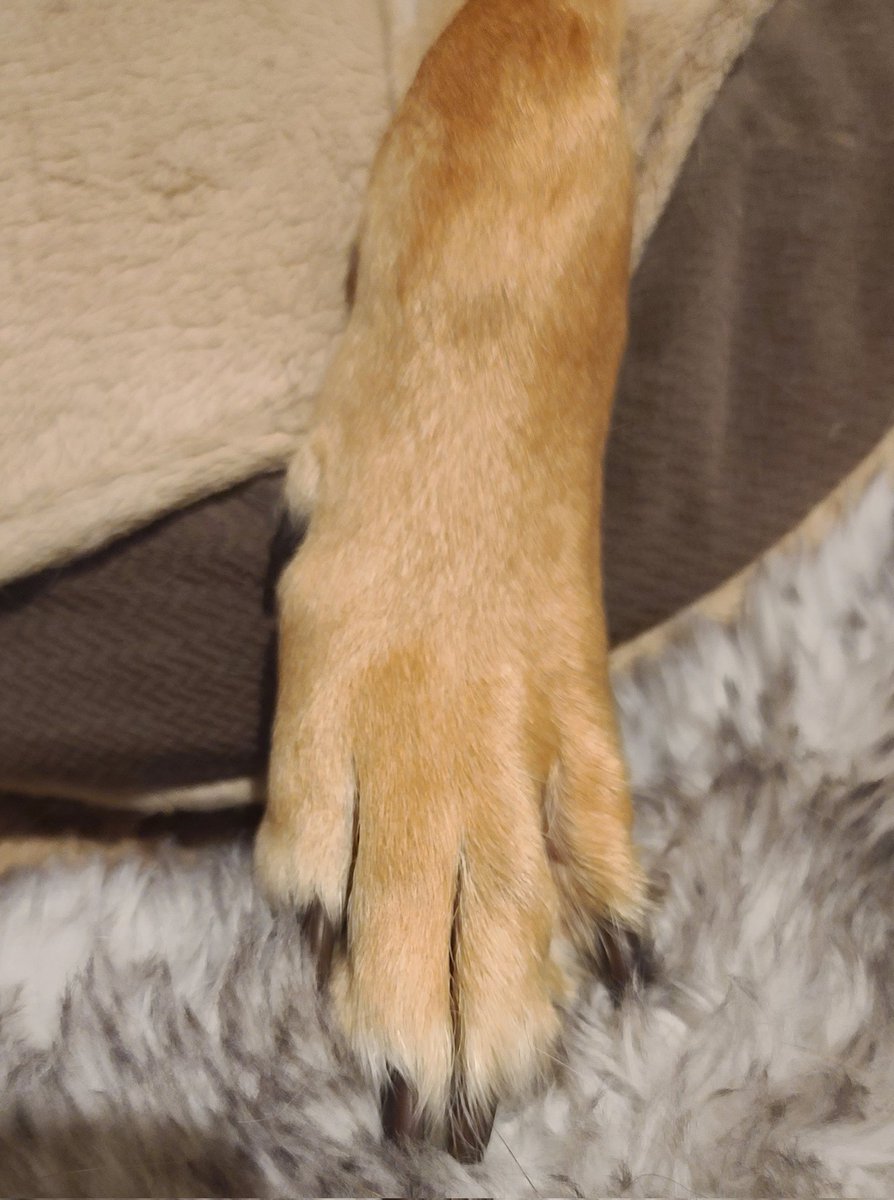 johnnygtunes's tweet photo. This little goober decided on a CBLO surgery for Christmas, but has opted to sell paw pics to help support the family. Not my first choice, but I'm a supportive dog dad https://t.co/rHppO0Fh5f