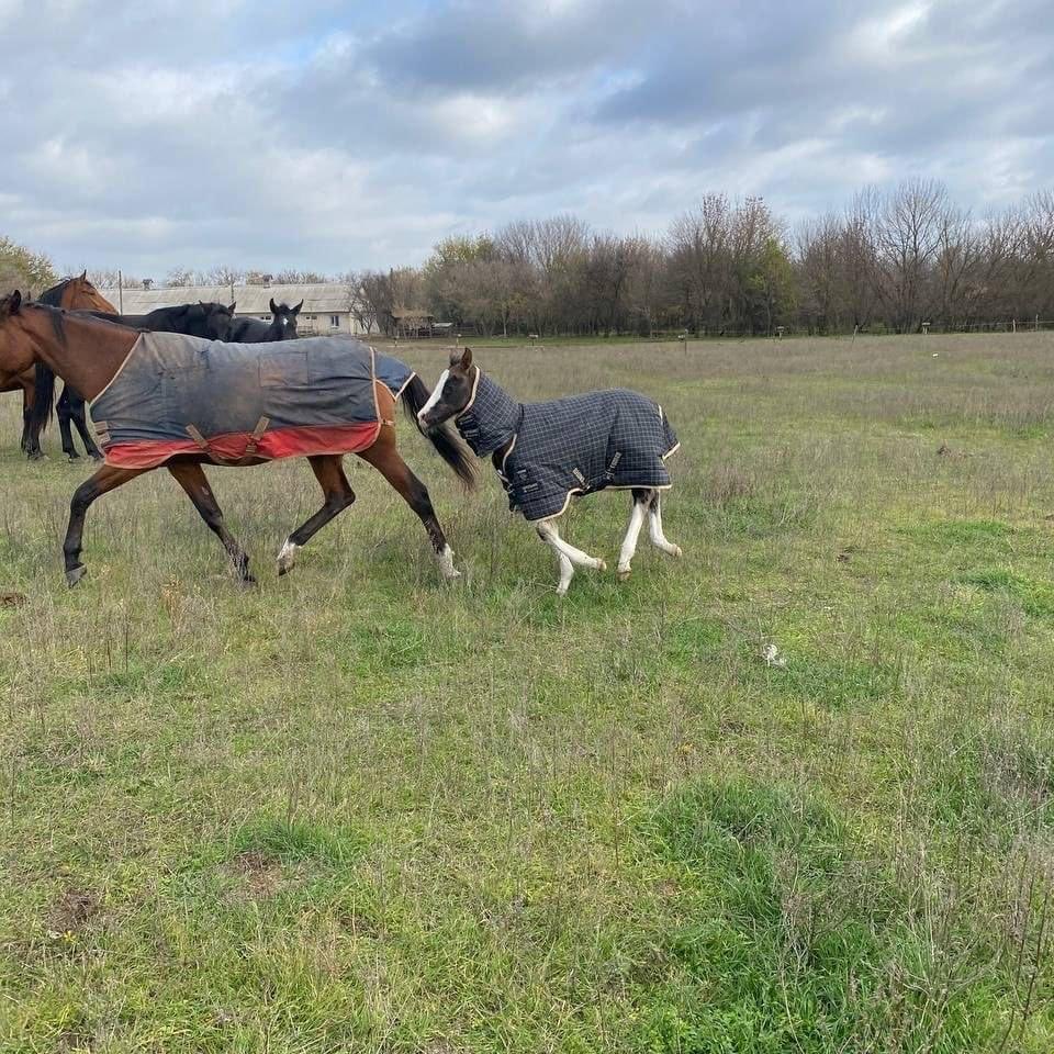 GayKelleway's tweet photo. Thankyou for donating rugs , vet supplies   Cat and dog food for Ukraine still in need for supplies for next trip https://t.co/gC904QZBUO