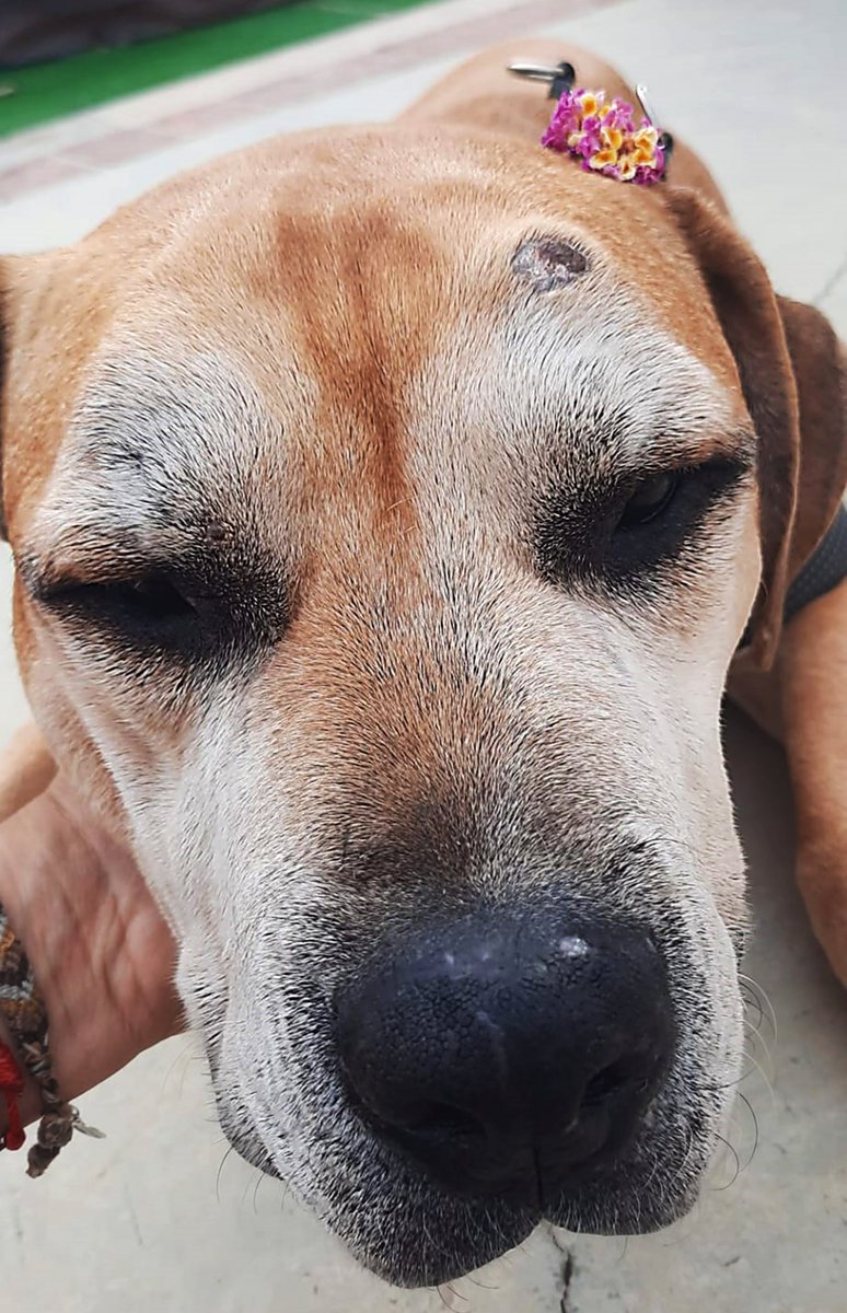 #BARCELONA
Soy #RAYSER y tengo 10 añitos
Estoy #ciego y casi #sordito..

Busco un hogar, pues mi actual acogida quiere dejarme en la perrera (me abstengo de comentar 😒)

Puedo vivir en cualquier sitio. Soy sociable con perretes y gatitos

Me das una oportunidad?
722233588 Marta