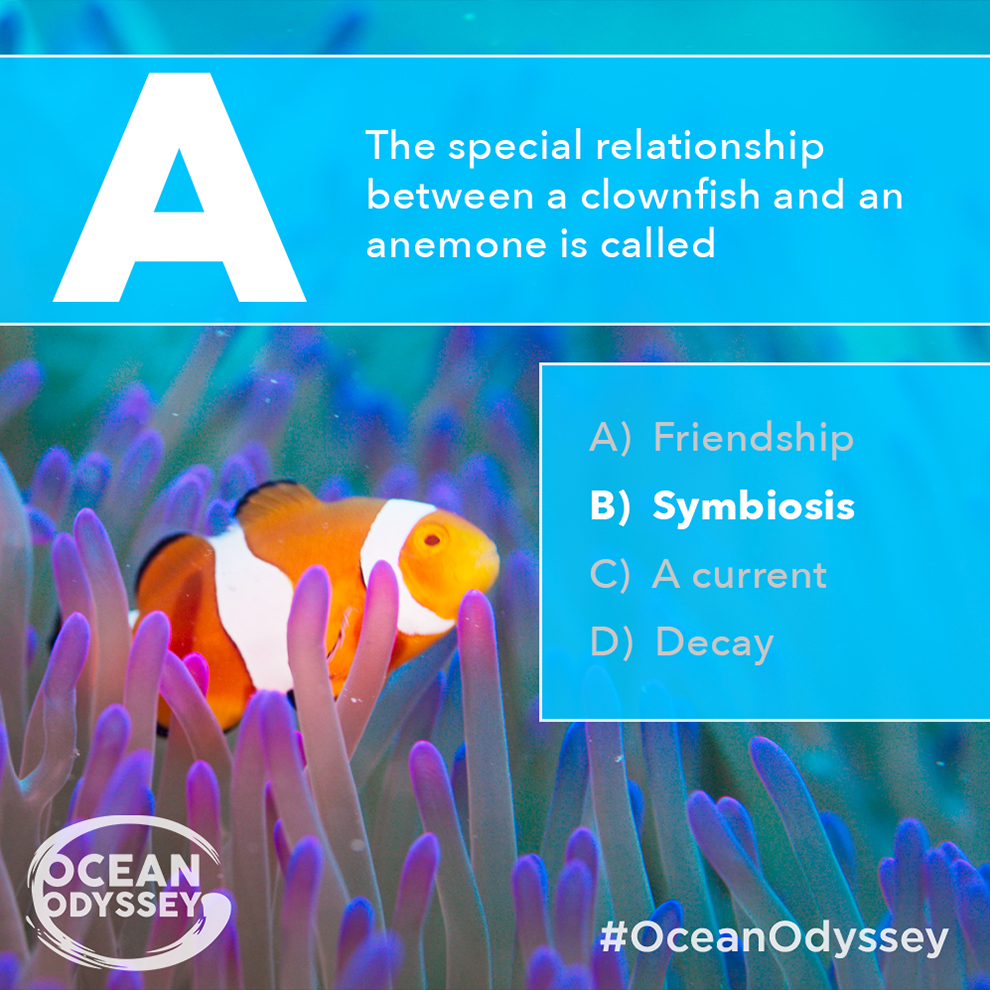 LivingOceansFdn's tweet image. Sea anemones provide clownfish with protection and shelter, while
 clownfish provide anemones with nutrients in the form of waste, while also
 scaring off potential predators.

Learn more about #symbiosis in our #oceanodyssey #EducatorsGuide &amp;amp; #EducationPortal! #STEM #LessonPlans