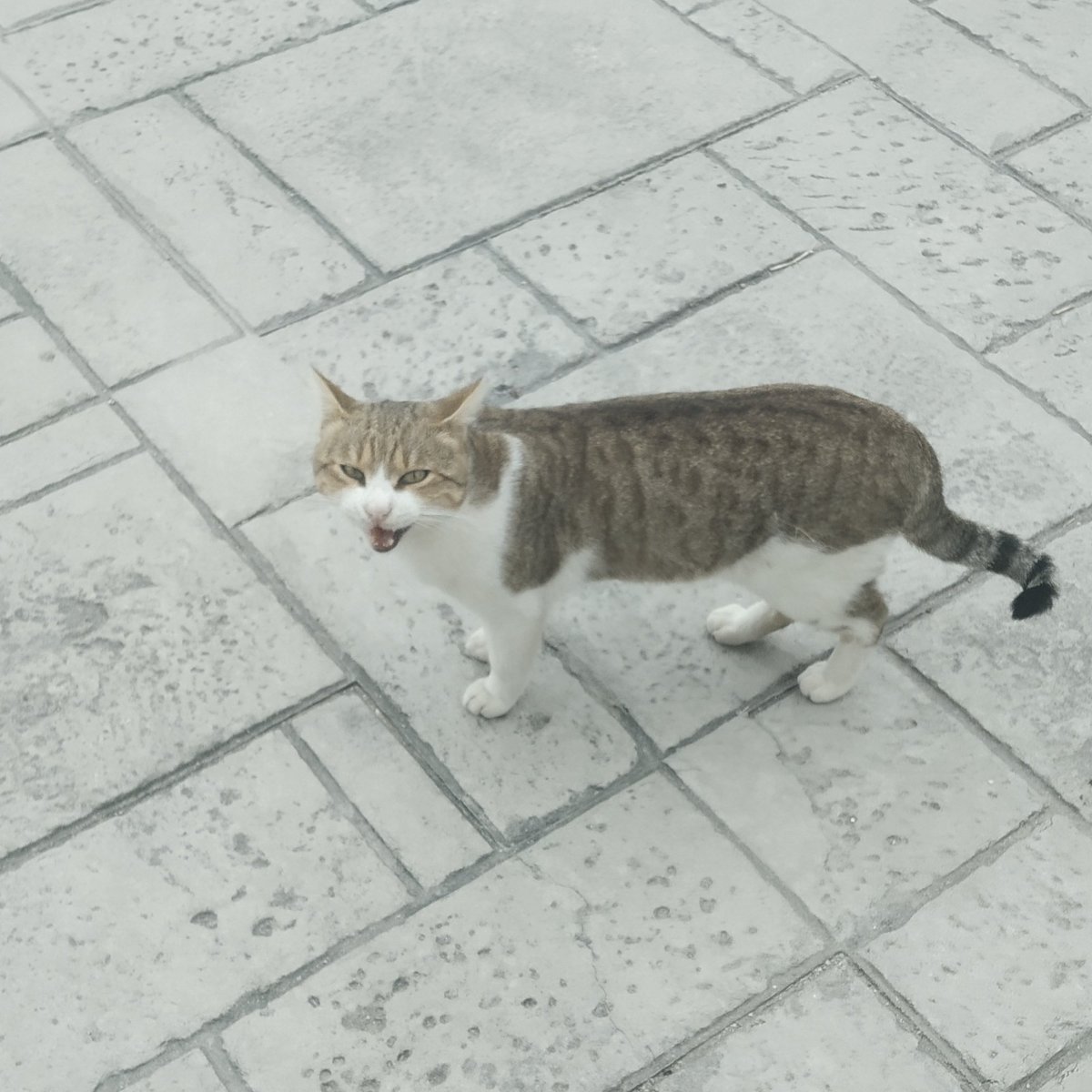 itsadyy's tweet photo. anyway have some cat pics i took recently https://t.co/m6OFZtJFUs