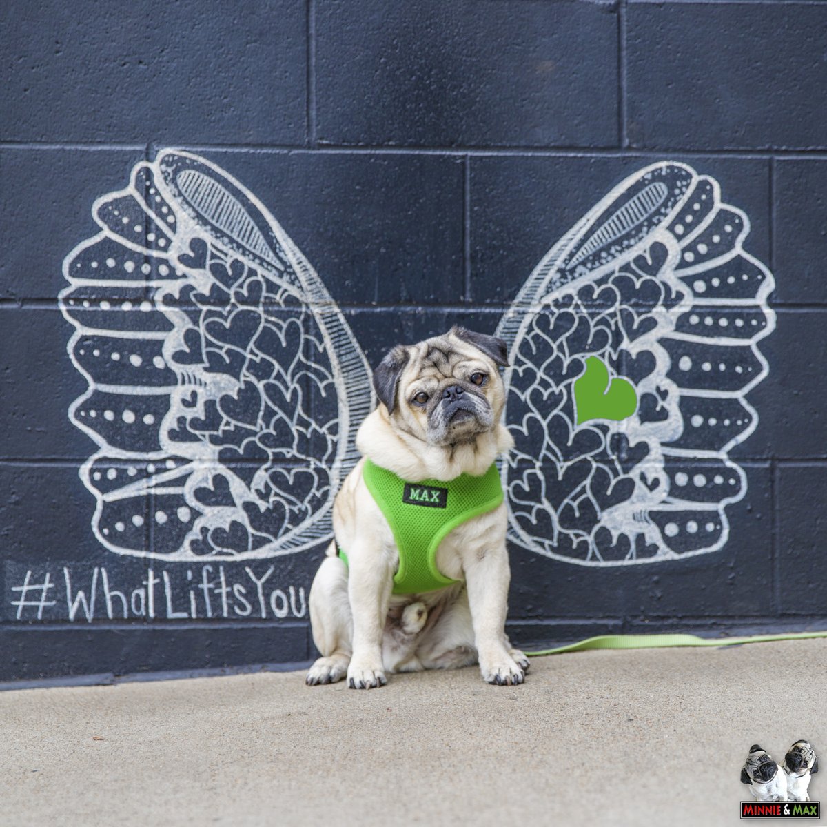 The answer is Max.
#WhatLiftsYou #MaxMonday🌈💚 #pug @NashvilleScene