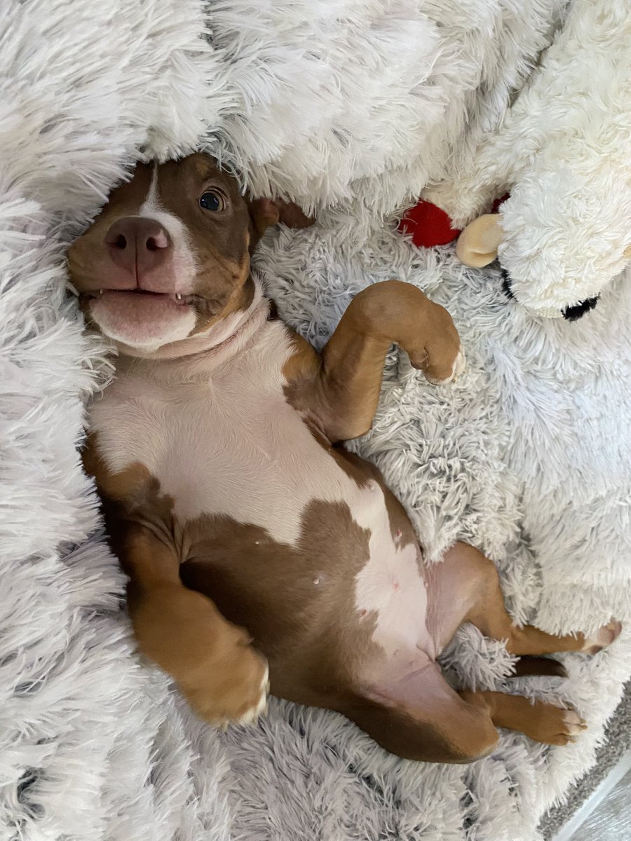 mialynn00's tweet photo. My Sunday 🐾 https://t.co/H3DWiFuxEP