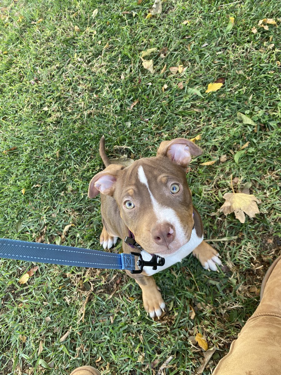 mialynn00's tweet photo. My Sunday 🐾 https://t.co/H3DWiFuxEP