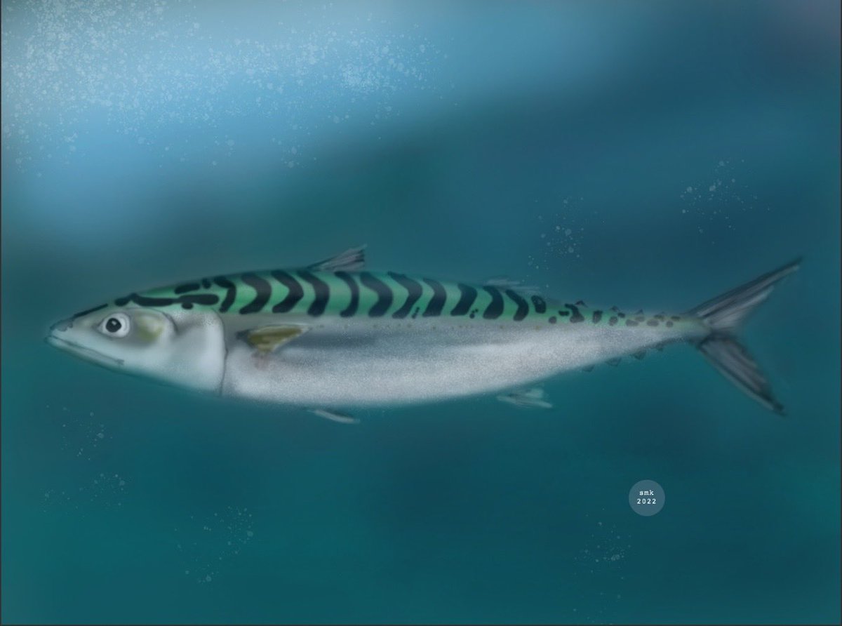 shana_katzman's tweet photo. The Pacific mackerel has a fusiform body shape and finlets-  adaptations for fast swimming. #SundayFishSketch #Sciart https://t.co/57RLOSsC48