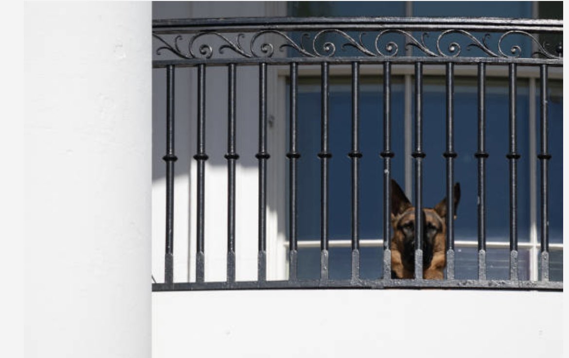 this @saulloeb photo of Commander looking out of the Truman Balcony on turkey pardon day: