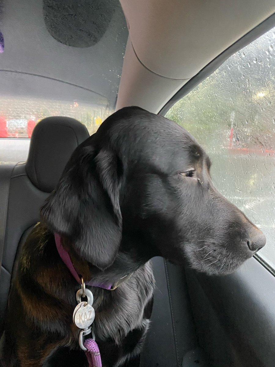 ProleCap's tweet image. I ♥️ My Puppz