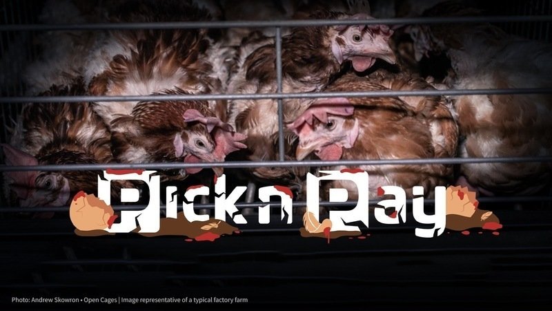GlobalCageFree's tweet photo. Open Wing Alliance organizations in Africa are calling out @picknpay for profiting from filthy battery cages that are cruel to animals and pose serious health risks to humans. Tell @picknpay it's time to make a cage-free commitment!#Picknpaycruelty https://t.co/OZfTE4DjYD