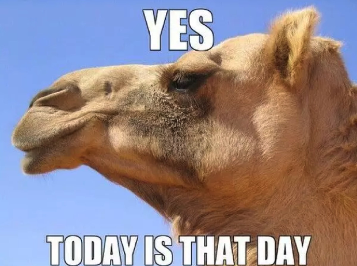 CyQuestHR's tweet photo. Happy hump day!  I hope you are ready for the big day tomorrow!! https://t.co/ao732kk0bJ