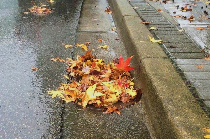 Hi neighbours. The leaves are still coming down and It looks like we have rain in the forecast. You can help prevent flooding by keeping drains clear in your area. If you do see a clogged drain or flooding, please call 604-469-4574. Thank you! #portmoody